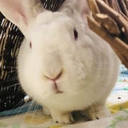 Friction of Creation for Social Dynamics of AI Tools